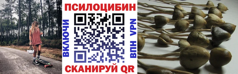 Купить где  Саров  Псилоцибиновые грибы Psilocybine cubensis 